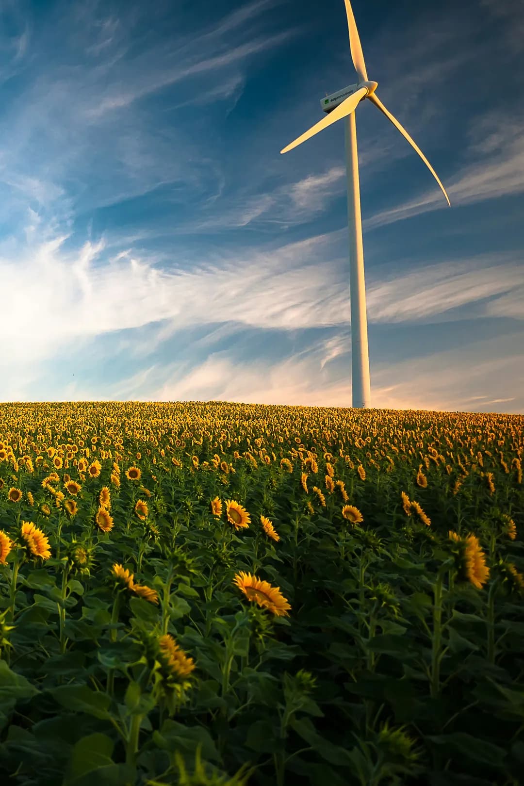 Windkraftanlage über einem blühenden Sonnenblumenfeld
